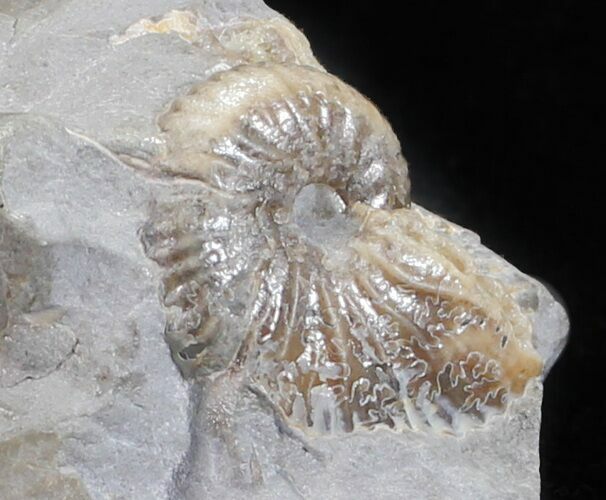 Hoploscaphites Brevis Ammonite - South Dakota #60241